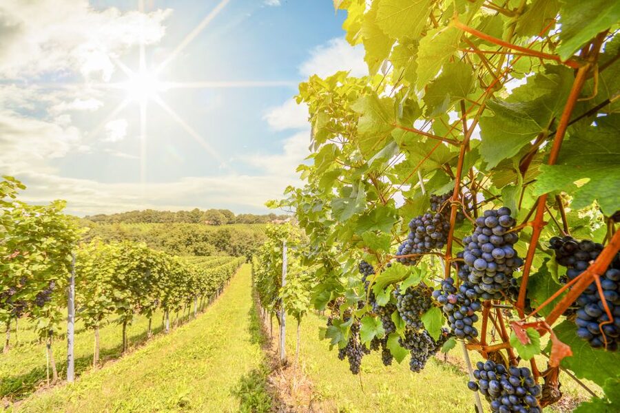 Napa Valley: Guided Wine Tour with Picnic Lunch - Getting picked up in the towns that actually make sense