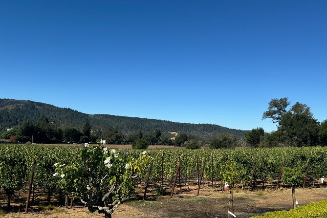Napa Valley Luxury Wine Tours & Car Services - Stops You Might Pair Together: Del Dotto and Duckhorn Style
