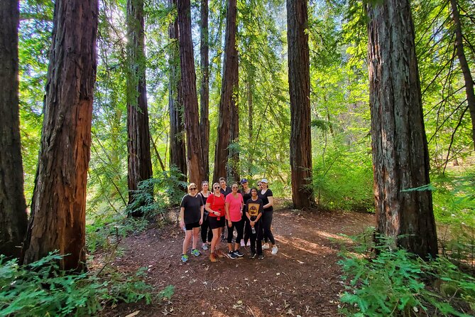 Napa Valley Redwood Hike - Napa Valley redwoods, without the big-tour stress