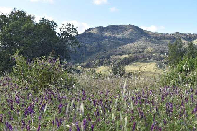 Napa Valley & Sonoma Self-Guided Audio Driving Tour - Sonoma to geology: from Sonoma Plaza to Mount Saint Helena