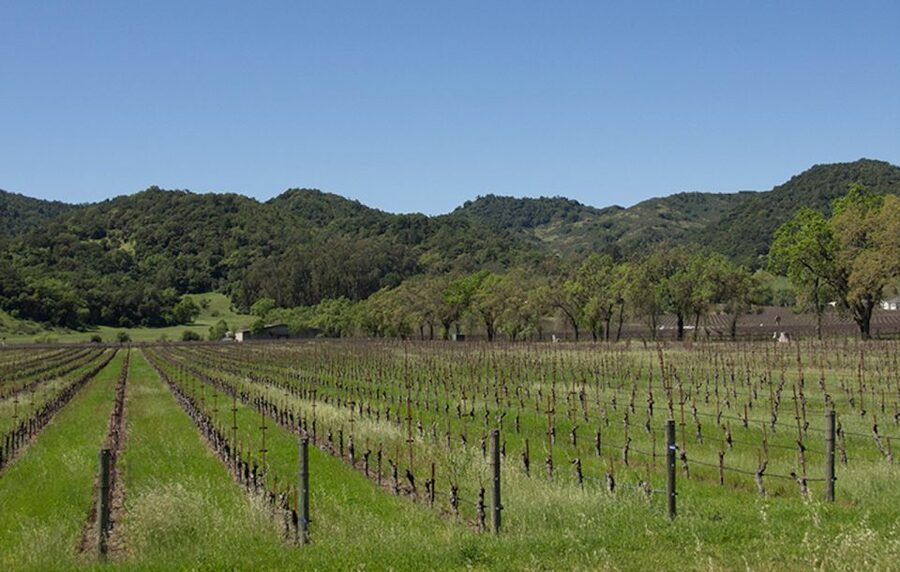 Napa Valley: Wine Tasting Tour by Open Air Trolley & Lunch - Who This Tour Suits Best (and Who Should Skip It)