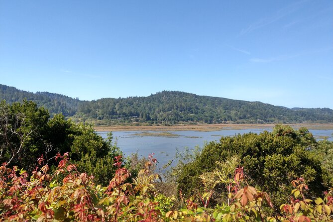 Point Reyes National Seashore Self Guided Driving Audio Tour - Elephant seal and sea lion overlooks: spot them fast