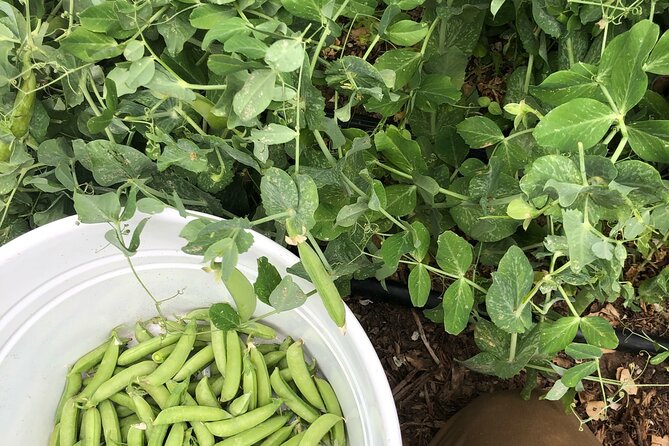 Private Farm Workshop in Napa Valley - Who Should Book This Workshop (and Who Might Want Another Option)