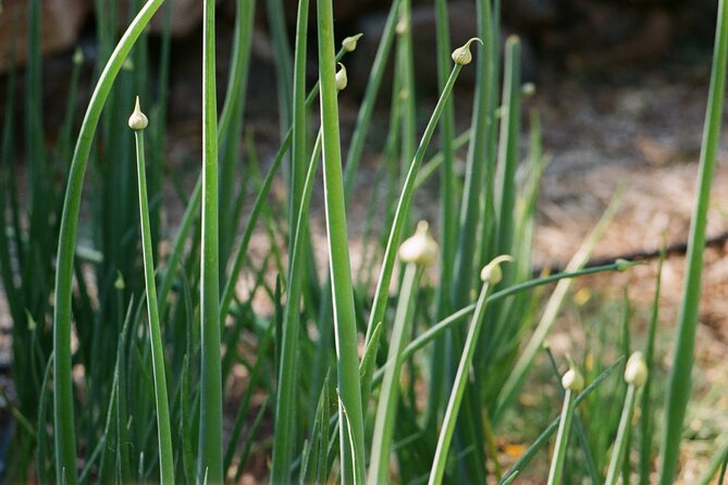 Private Farm Workshop in Napa Valley - Regenerative No-Till: The Philosophy You’ll Use at Home