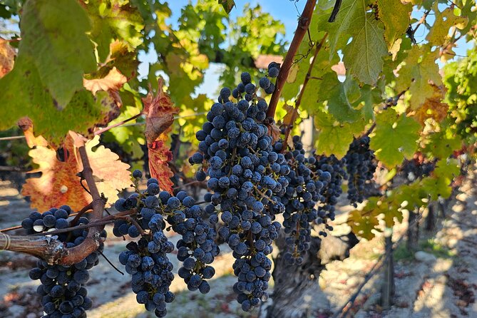 Private Guided Wine Tour of Napa Valley - What a 6-Hour Day Feels Like (Without the Rush)
