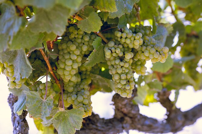 PRIVATE Luxury Transportation Experience - Napa - Your Wine Guide: Stories, Grape Questions, and Five-Star Hospitality