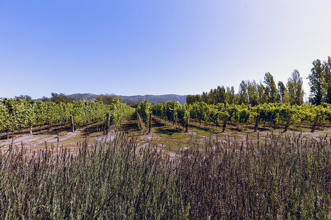 PRIVATE Luxury Transportation Experience - Sonoma - Winery stops within a 5-hour window: how to choose a rhythm