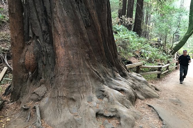 Private Muir Woods and Sausalito Half Day Tour - Why a private half-day beats fighting San Francisco traffic