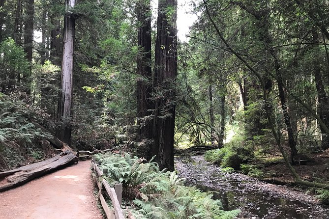 Private Muir Woods and Sausalito Half Day Tour - How to time your day (and what to bring)