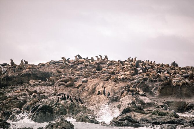 Private Sailing Tour of Bodega Bay - Quick practical tips before you step onboard