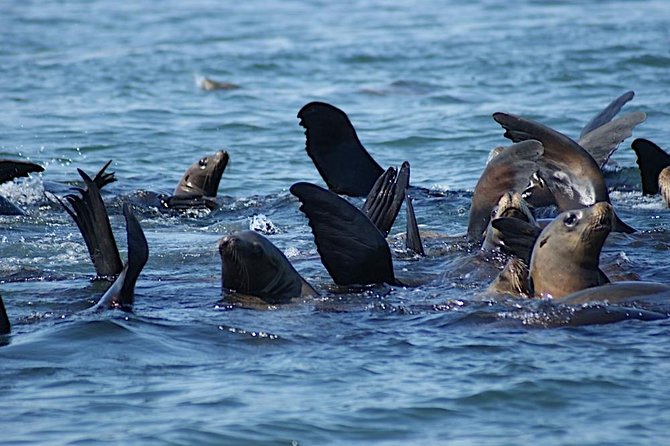 Private Sailing Tour of Bodega Bay - The Captain and the tone: fun plus real information