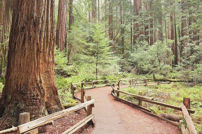 Private San Francisco City Tour and Muir Woods with Sausalito - Neighborhood highlights on the way to Muir Woods