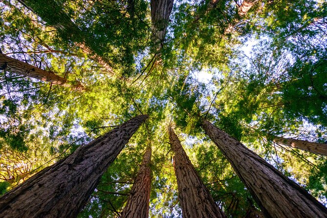 Private San Francisco City Tour and Muir Woods with Sausalito - Sausalito at your pace: 60 minutes on the water