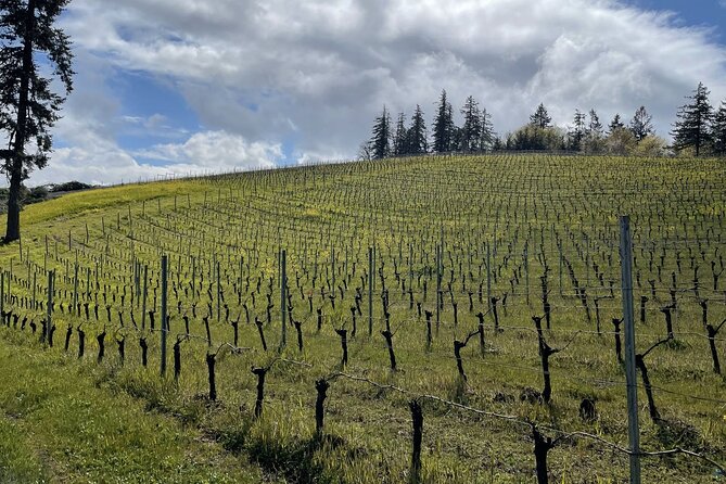 Private Sommelier-led Sonoma or Napa Wine Country Tour in VW Van - Key highlights worth paying attention to
