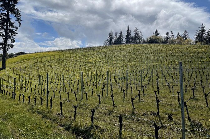 Private Sommelier-led Sonoma or Napa Wine Country Tour in VW Van - Sonoma stop: the point is small producers and real wine talk