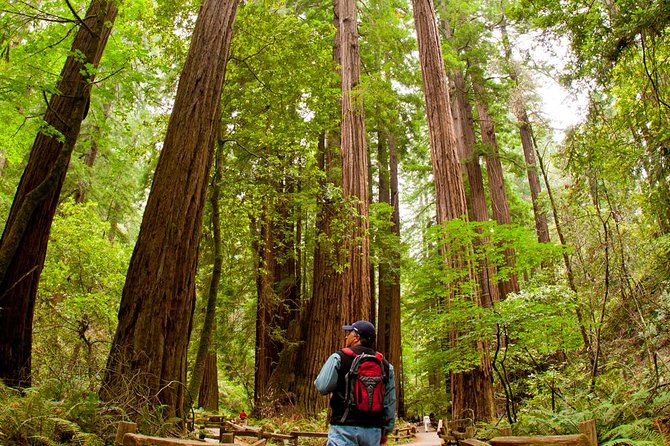Redwoods of Marin and Mt. Tamalpais Walking Tour with Local Guide - Key things you’ll notice on this Marin redwoods walk