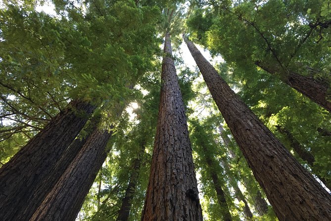 Redwoods of Marin and Mt. Tamalpais Walking Tour with Local Guide - What you learn: redwoods explained as a living system