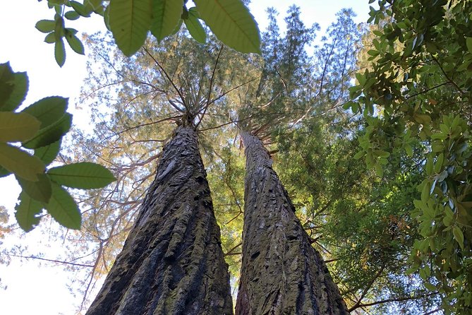 Redwoods of Marin and Mt. Tamalpais Walking Tour with Local Guide - Who this Marin redwoods tour suits best