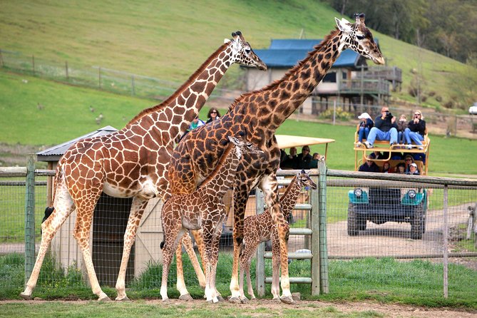 Safari West Sonoma Adventure Tour - Key points to know before you go