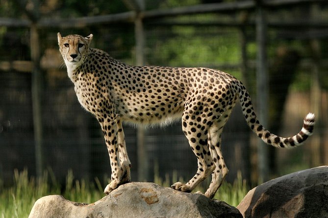 Safari West Sonoma Adventure Tour - Food, water, and the on-site options after the safari