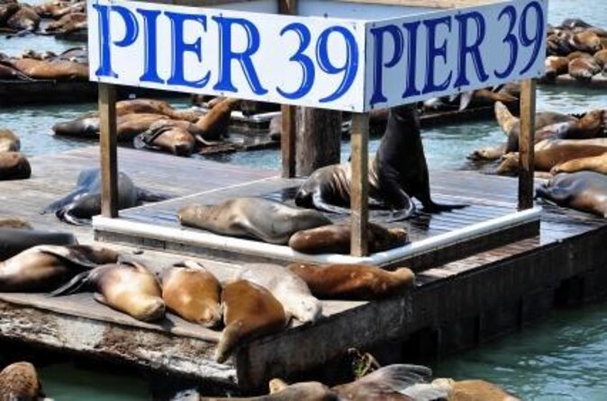 San Francisco - 7D Ride Experience at PIER 39 - Key Points You’ll Care About