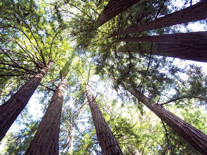 San Francisco: Alcatraz Island & Guided Muir Woods Tour - The Sausalito drive: a calm break with big views