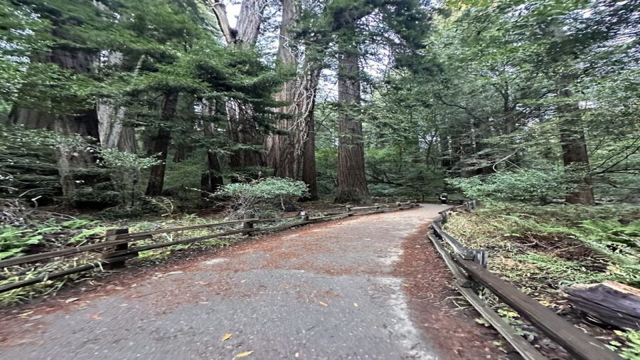 San Francisco: Alcatraz, Muir Woods and Sausalito Day Tour - From selected hotels to Pier 33: your morning flow