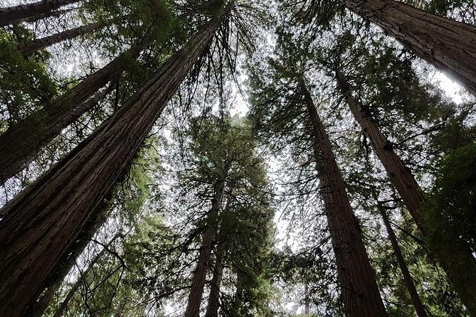 San Francisco: Armstrong Redwoods and Wine Tour with Tastings - Russian River Vineyards: vineyard views plus a laid-back tasting