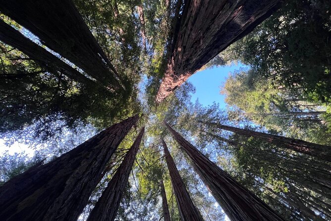 San Francisco Bay Cruise, Muir Woods and Sausalito Combo Tour - Key things to know before you go