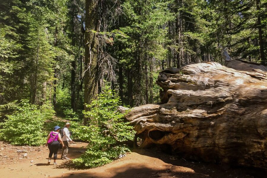 San Francisco: Day Trip to Yosemite with Giant Sequoias Hike - Why this day trip feels different than a big-bus Yosemite run