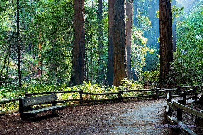 San Francisco Excursion: Guided Tour to Muir Woods and Sausalito - Half-day redwoods plus a seaside town: why this combo works