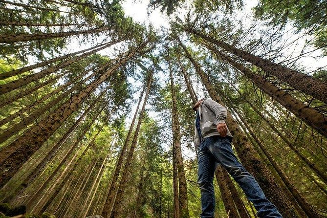 San Francisco Excursion: Guided Tour to Muir Woods and Sausalito - Sausalito in 45 minutes: how to get value from a quick stop