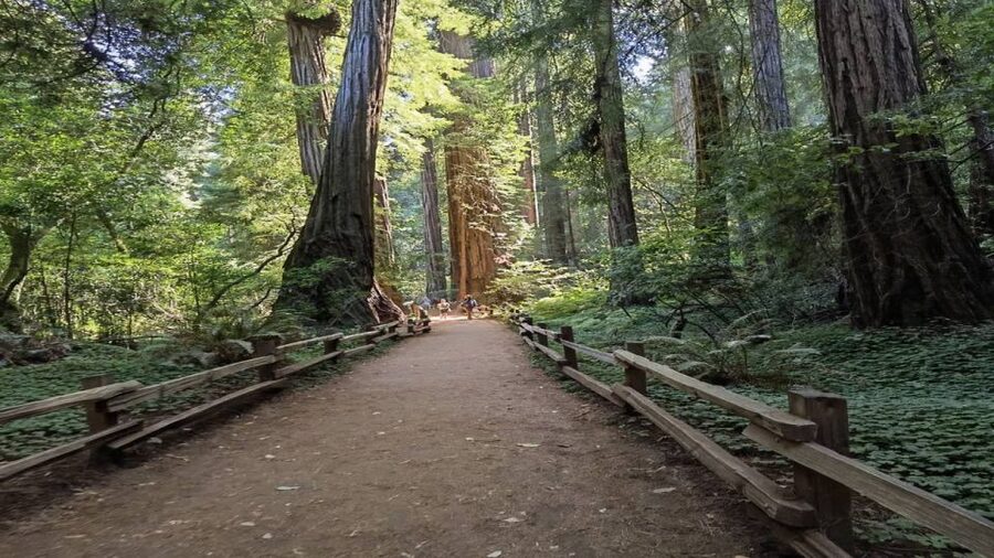 San Francisco: Full-Day City Tour w/ Muir Woods & Sausalito - Key points to know before you go