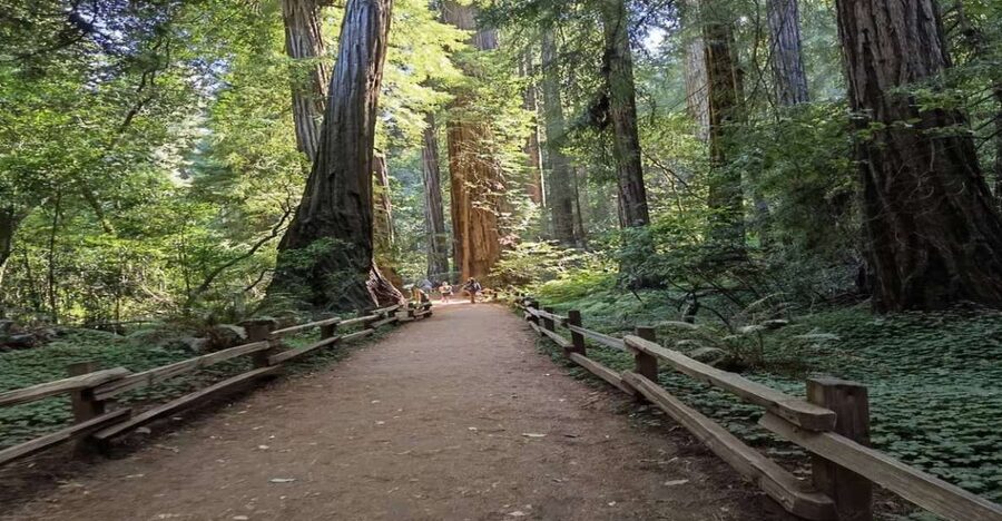 San Francisco: Full-Day City Tour w/ Muir Woods & Sausalito - Value at $169: what you’re paying for