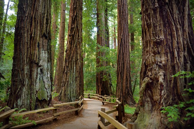 San Francisco: Full Day Coastal Redwoods & Wine Country Tour - Key Things I’d Plan Around