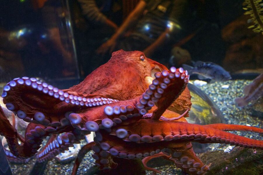 San Francisco: Go City All-Inclusive Pass 30+ Attractions - Museums that mix science, art, and big-name culture