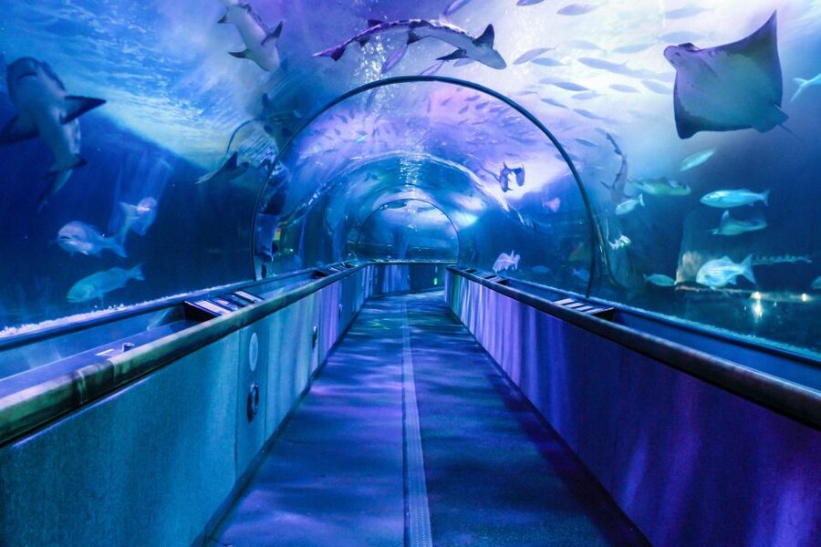 San Francisco: Go City All-Inclusive Pass 30+ Attractions - Underwater and historical wow factor: USS Pampanito