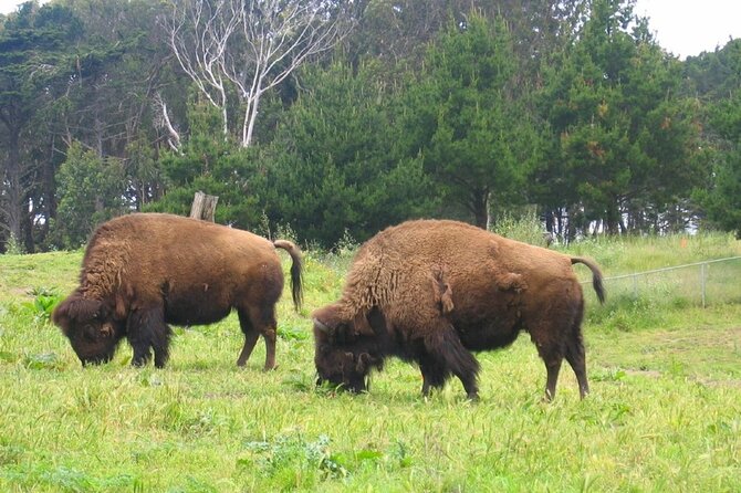 San Francisco Golden Gate Park Tour - Key Things That Make This Tour Worth Your Afternoon