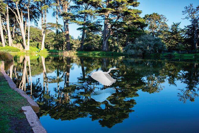 San Francisco Golden Gate Park Tour - De Young Museum Panoramas: A View Break You’ll Feel in Your Feet