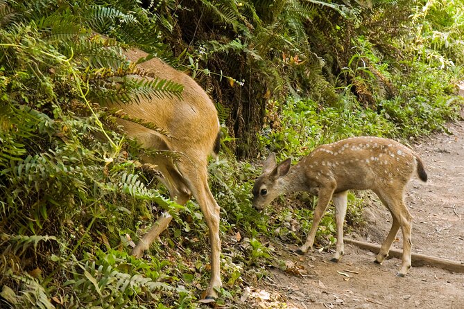 San Francisco, Golden Gate, Sausalito and Muir Woods Private Tour - Muir Woods National Monument: redwoods plus just enough time to feel it
