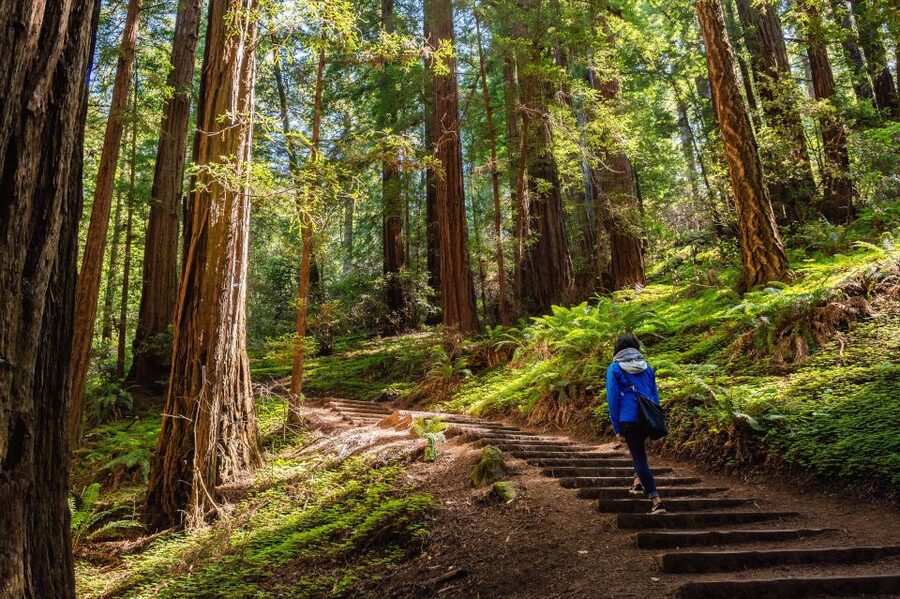 San Francisco Golden Gate Sausalito Muir Woods Private Tour - How a private 8-hour route actually helps in San Francisco