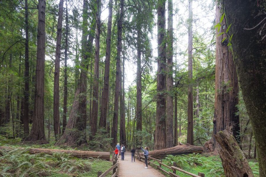 San Francisco Grand City Tour + Muir Woods and Sausalito - Sausalito at a slower pace: waterfront walks and floating homes