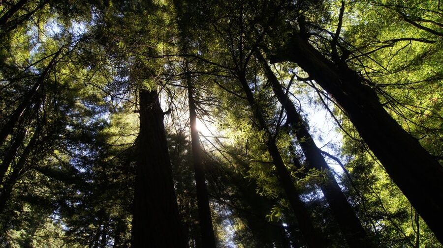 San Francisco: Guided Coastal Redwoods & Wine Country Tour - A long-but-satisfying 9-hour mix of redwoods and wine