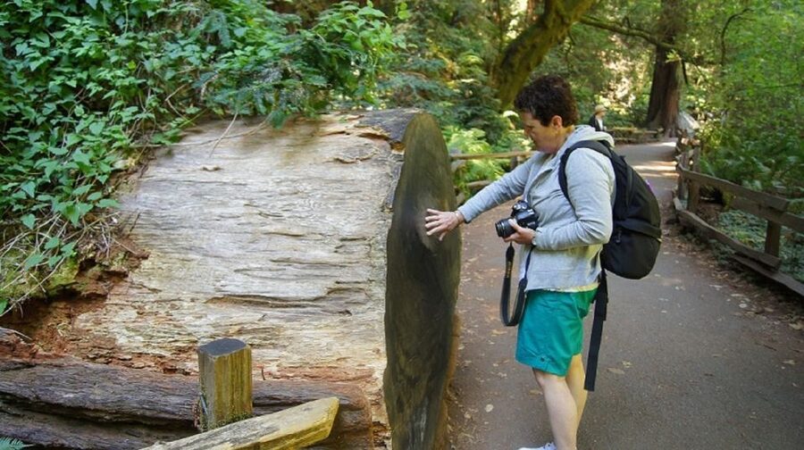 San Francisco: Guided Coastal Redwoods & Wine Country Tour - Starting from Fisherman’s Wharf (and why that matters)