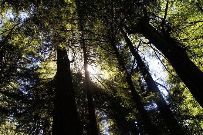 San Francisco: Guided Muir Woods Tour & Hop-on Hop-off Bus Tour - Chinatown Digital Walking Tour: A Simple Way to Make Sense of the Blocks