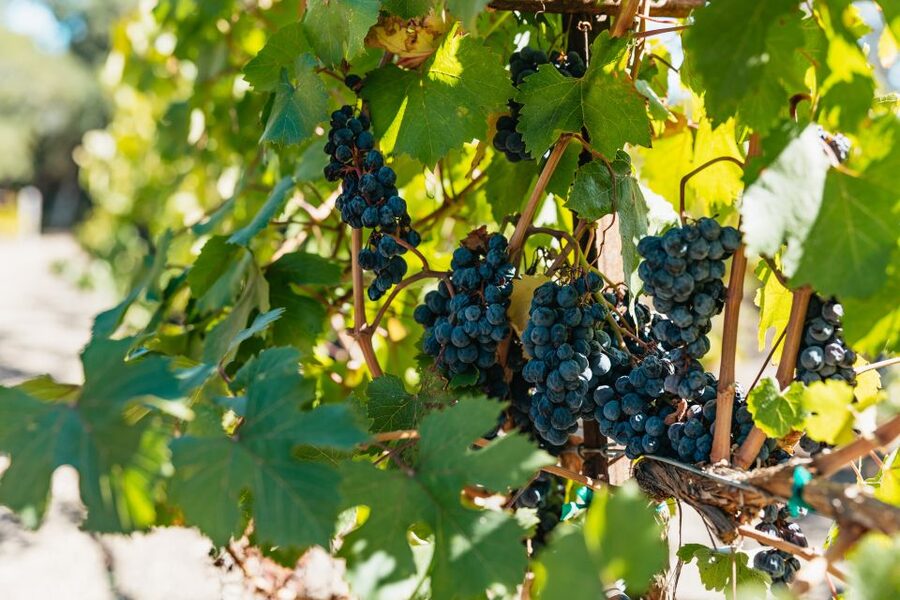 San Francisco: Half-Day Wine Country Excursion with Tastings - The Golden Gate Bridge drive is the warm-up act