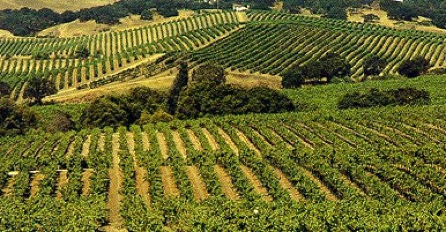 San Francisco: Half-Day Wine Country Tour with Wine Tastings - Golden Gate Views, Sausalito, and Marin County: The Scenic Middle You’ll Remember