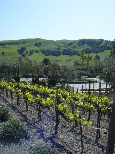 San Francisco: Half-Day Wine Country Tour with Wine Tastings - A Sonoma Town Pause and Lunch Chances on Your Own