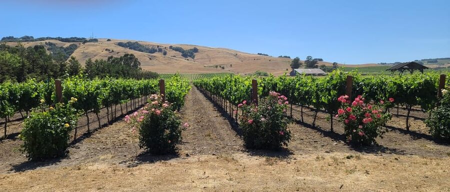 San Francisco: Half-Day Wine Tour with 2 Tastings Included - Two Wineries, One Small and One Big-Operation Feel