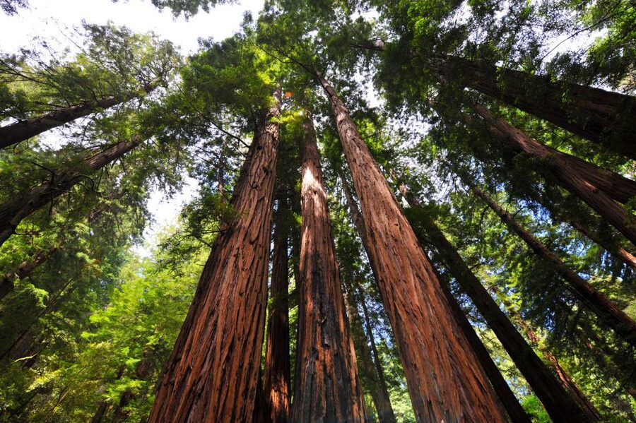 San Francisco: Hop-On Hop-Off + Muir Woods Tour - The 2-day hop-on hop-off bus: the smart way to see San Francisco